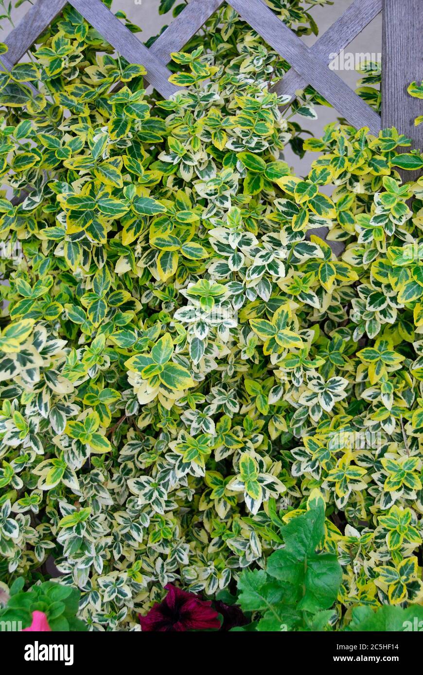 Euonymus, Spindelstrauch fortunei Emeraldn Gold Banque D'Images