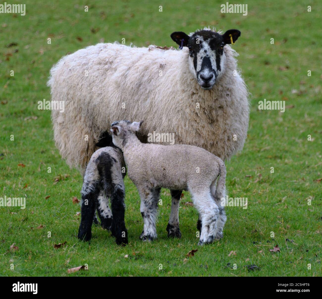 Un mouflon de Kerry Hill nourrissant deux agneaux Banque D'Images