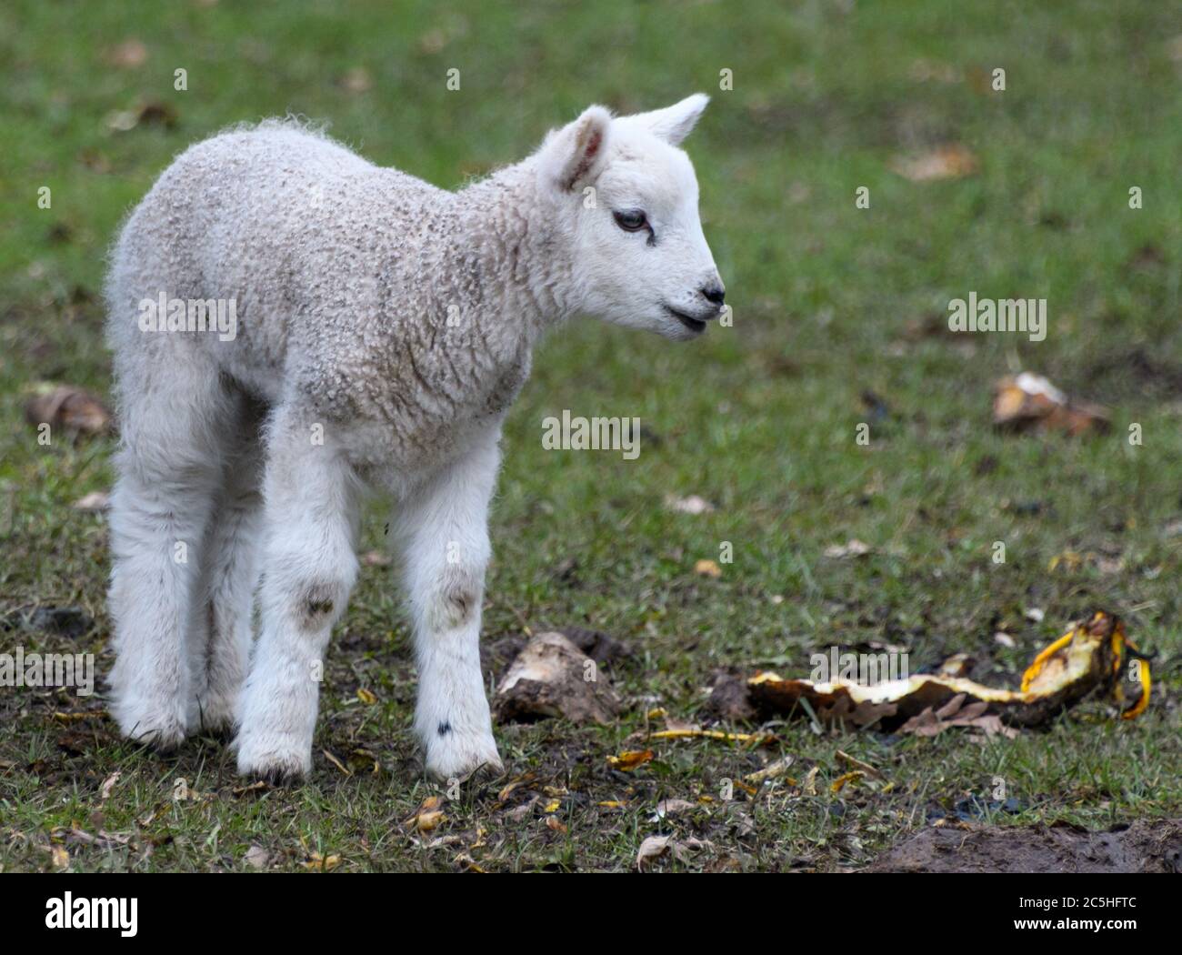 Portrait d'un jeune et mignon agneau de Kerry Hill Banque D'Images