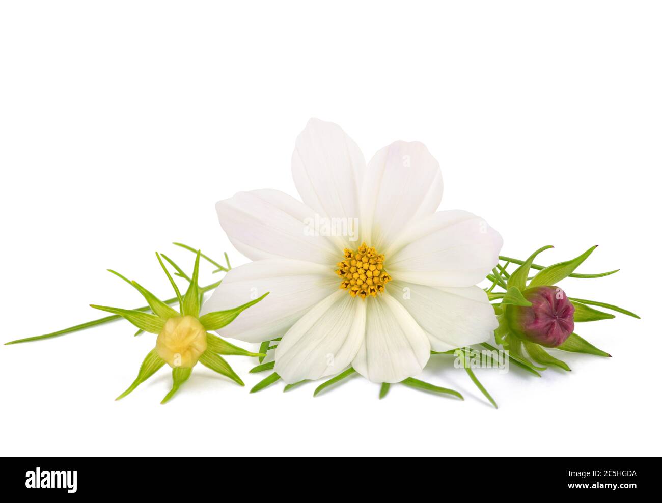 Cosmos de jardin isolés sur fond blanc Banque D'Images