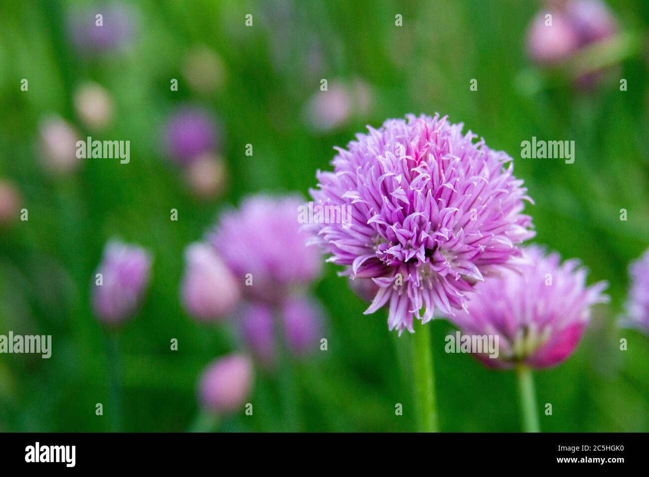 ciboulette d'oignon en fleur dans un jardin Banque D'Images