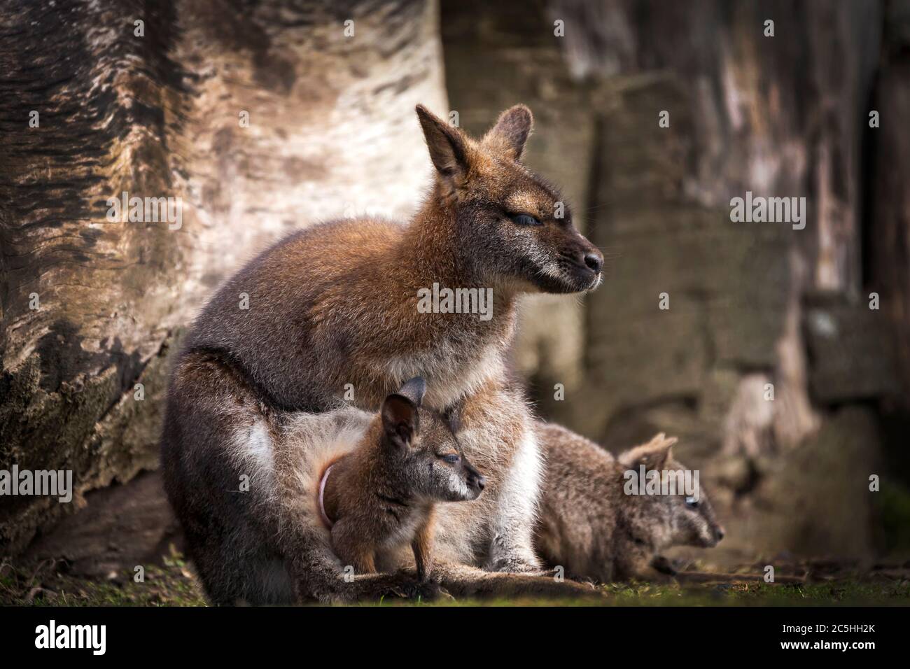 Wallaby doe et nouveau-né joey dans sa poche de repos Banque D'Images