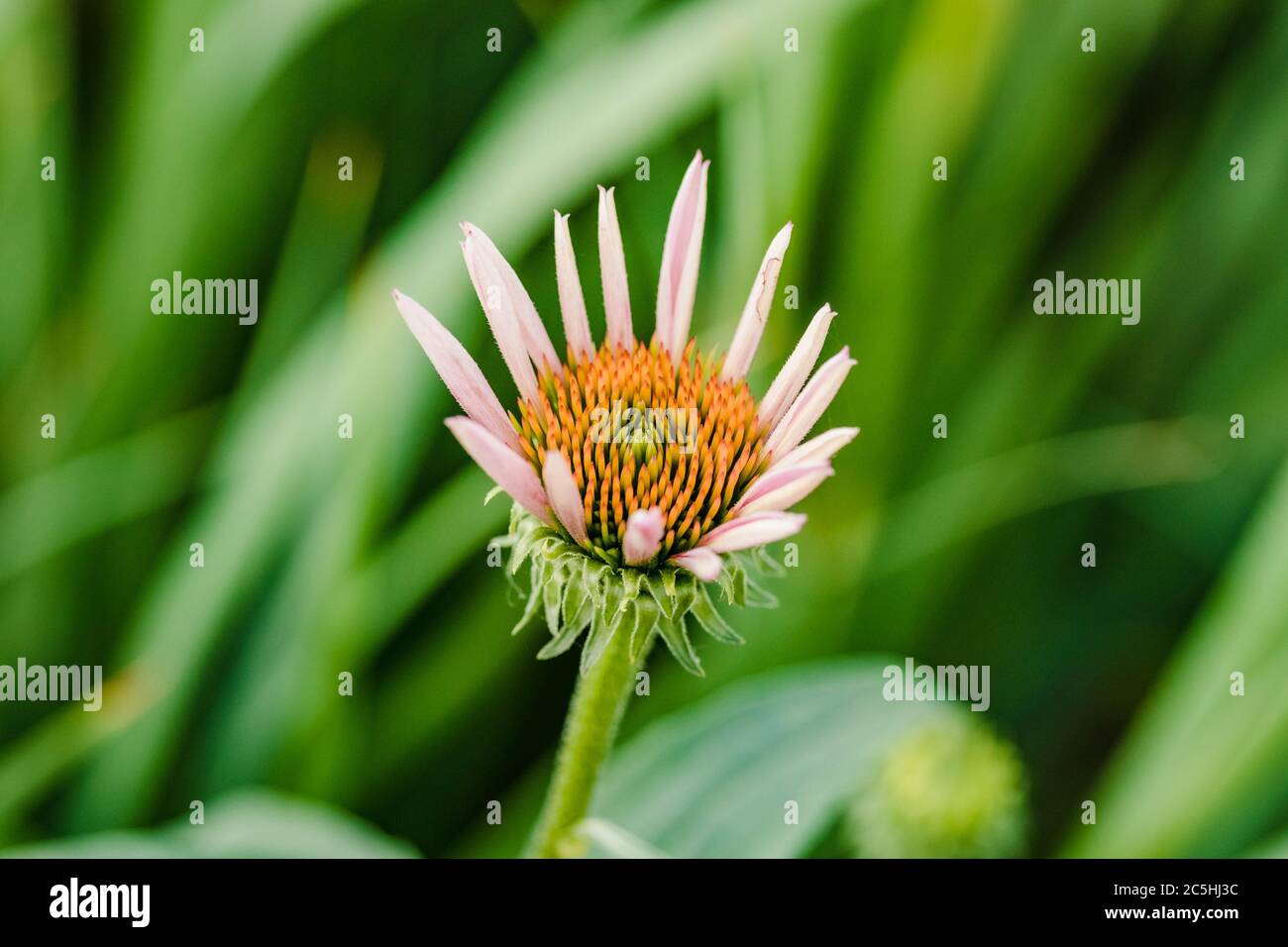 gros plan d'une fleur de conefères en croissance dans le jardin avant Banque D'Images