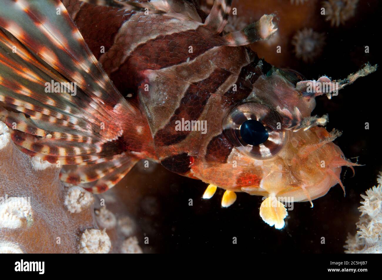 Poisson-Lion zébré Dendrochirus, par corail, site de plongée TK1, détroit de Lembeh, Sulawesi, Indonésie Banque D'Images