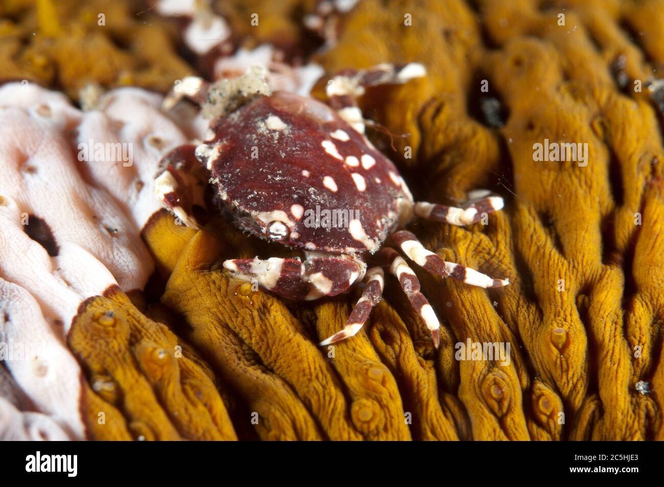 Crabe de mer Cucumber, Lissocarcinus orbicularis, sur le concombre de mer léopard, Bohadschia argus, site de plongée TK2, détroit de Lembeh, Sulawesi,Indonésie Banque D'Images
