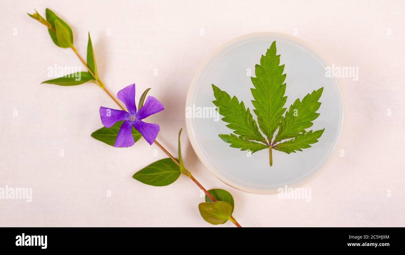 cosmétiques de soins de la peau avec de la marijuana, beauté. gommage corporel purifiant avec feuille de cannabis et une branche de fleurs sauvages sur un fond blanc Banque D'Images