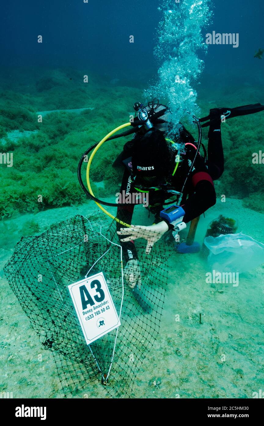 Un scientifique qui a mis en place des cages d'expérimentation macroalgagienne pour mesurer l'impact des rabbitpoissons envahissants Siganidae dans l'AR marine protégée de la Méditerranée turque Banque D'Images