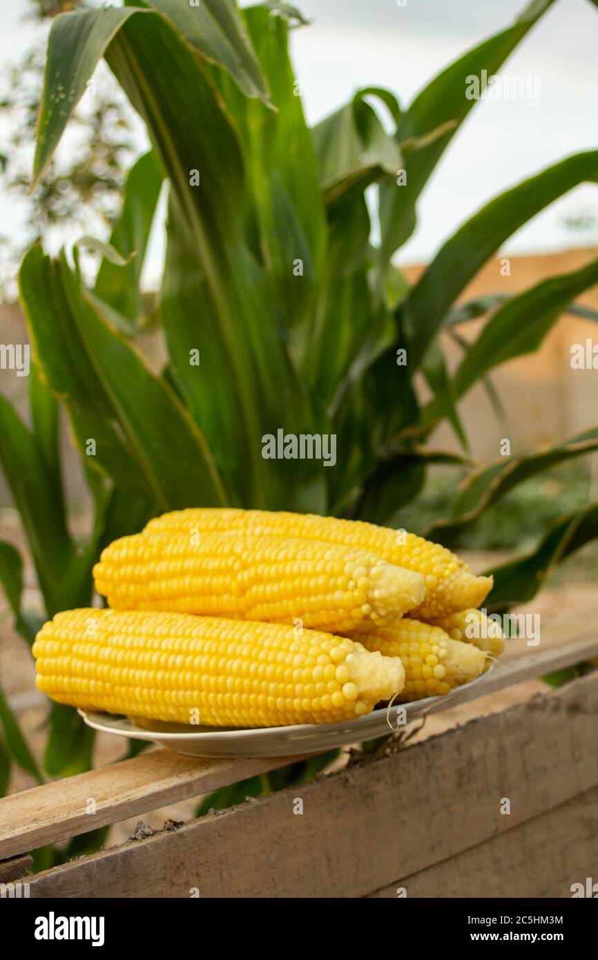 Le maïs jeune pousse sur un lit en été Banque D'Images