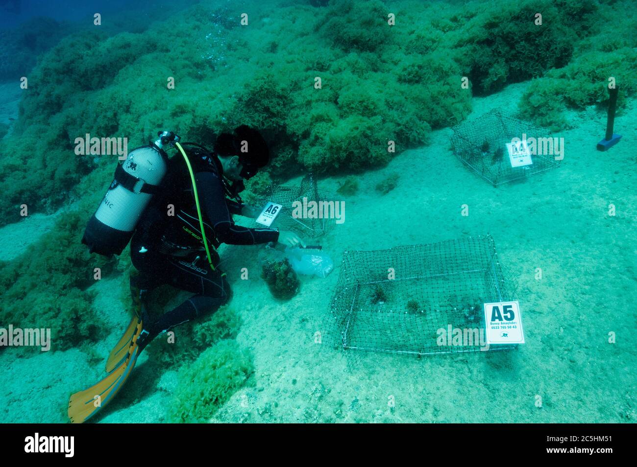 Un scientifique qui a mis en place des cages d'expérimentation pour macroalgues afin de mesurer l'impact des rabbitpoissons envahissants Siganidae dans l'AR marine protégée de la Méditerranée turque Banque D'Images