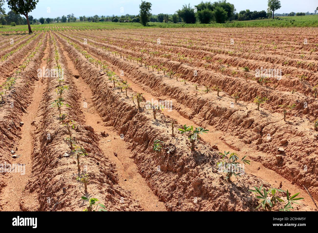 Une plantation de manioc faite dans des rainures pour planter dans une belle rangée. A vu un petit manioc et le ciel comme arrière-plan. Banque D'Images