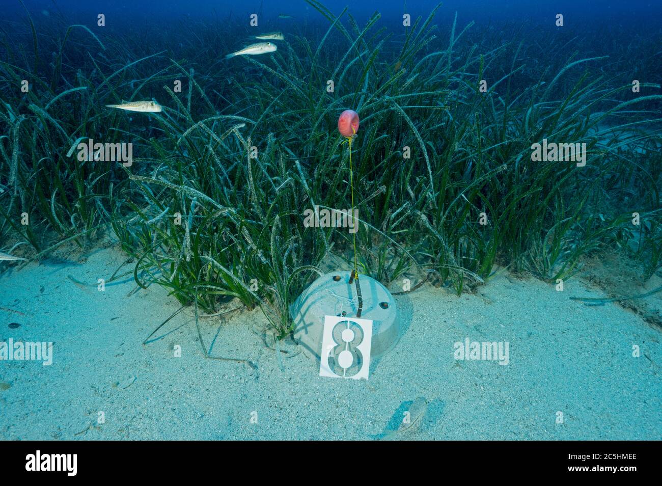 Scientifiques marins qui ont mis en place des herbiers marins, Posidonia oceanica, station de surveillance à la zone de protection marine de Kas-Kekova Antalya Turquie. Banque D'Images