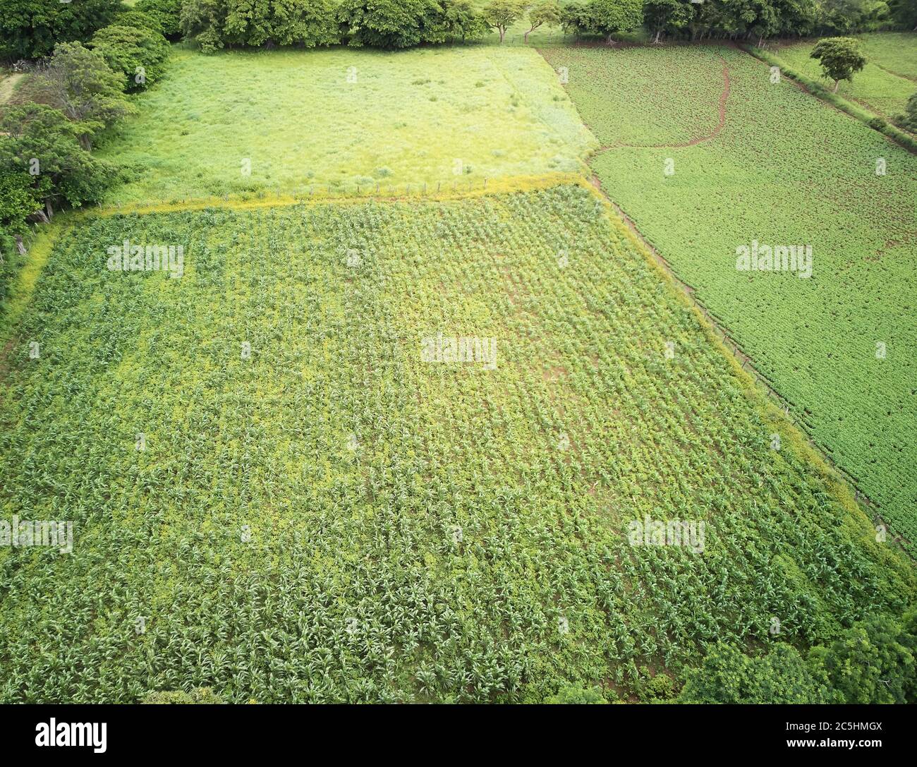 Champ agricole de soja au-dessus de la vue de drone de dessus le jour ensoleillé Banque D'Images