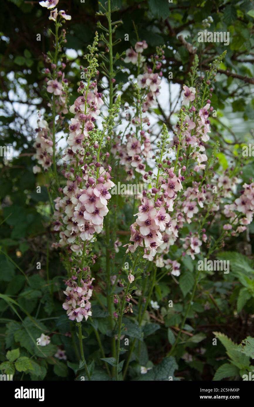 Une plante de Mullein pourpre également connue sous le nom de violet Temptress a trouvé la croissance au Royaume-Uni Banque D'Images