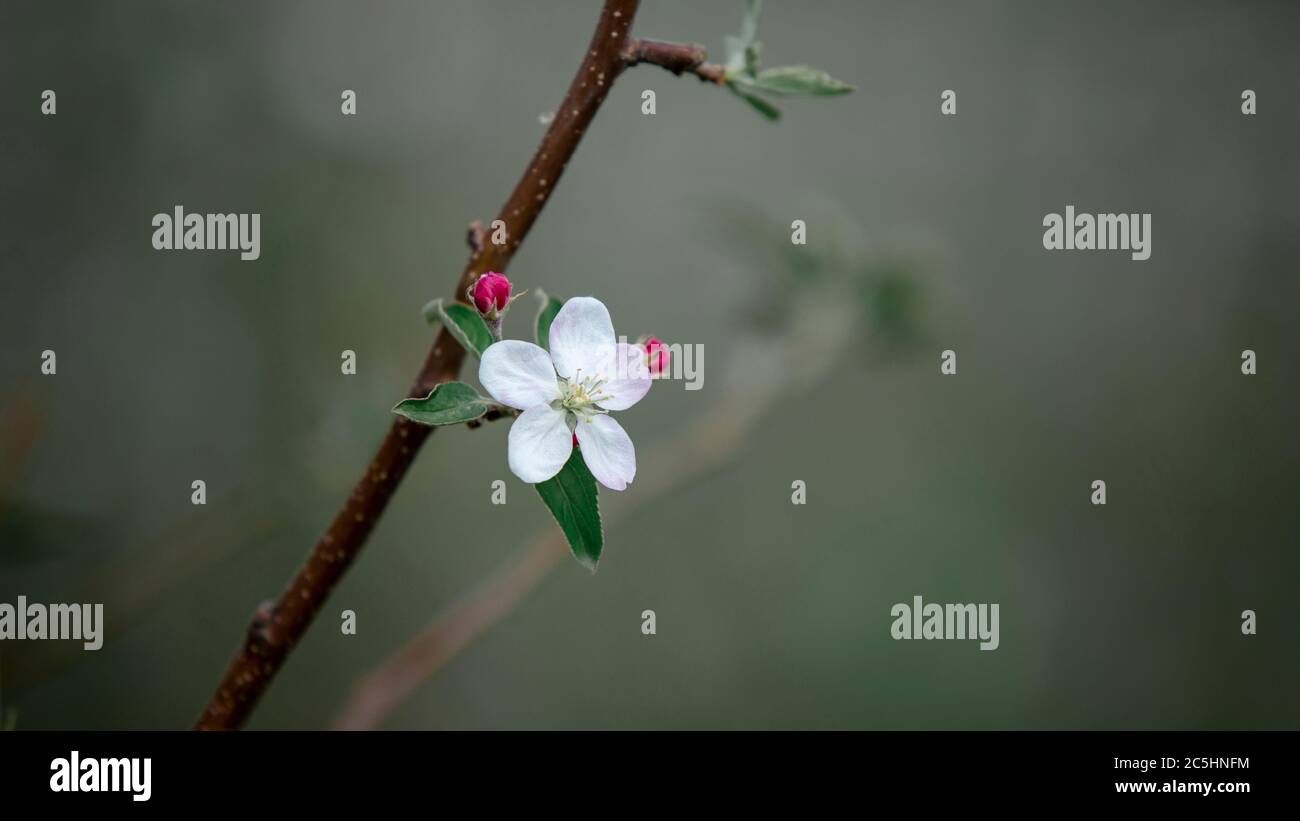 Floraison printanière et nouvelle vie de la nature. Une fleur blanche sur un pommier, sur fond vert flou Banque D'Images