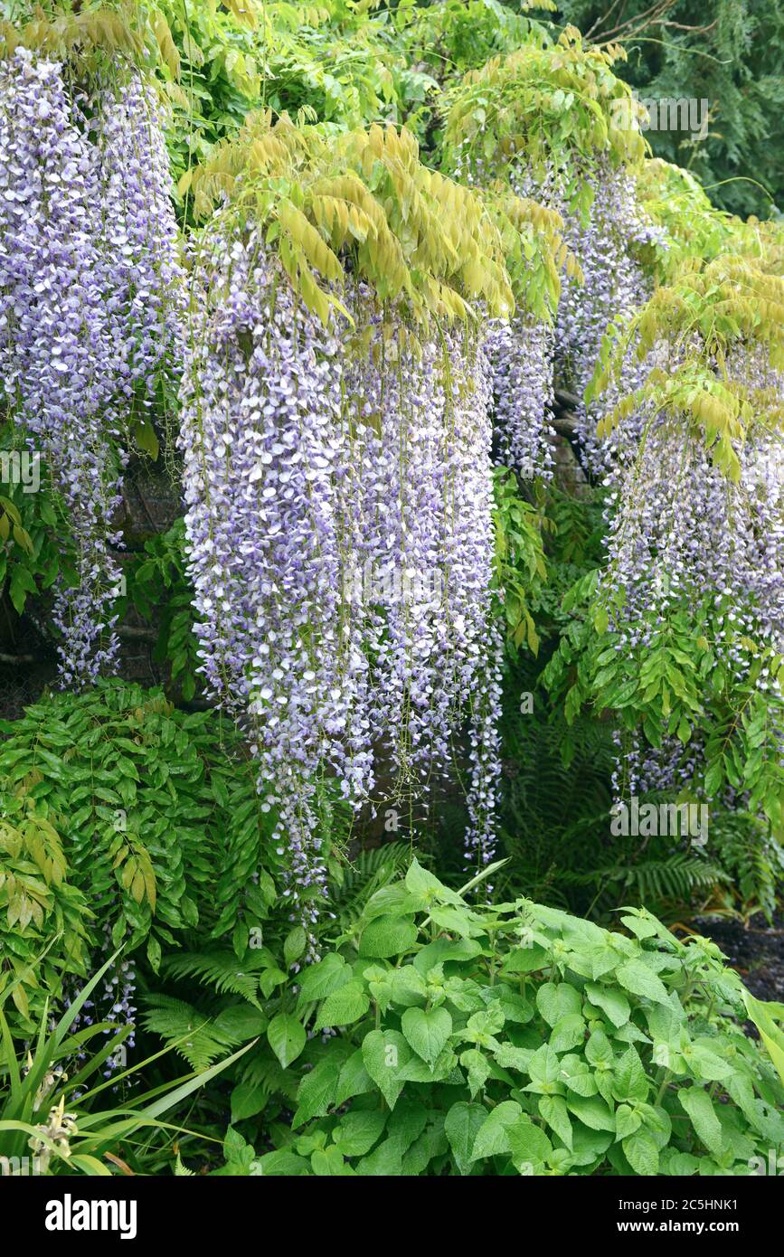 Japanischer Blauregen Wisteria floribunda Multijuga Banque D'Images