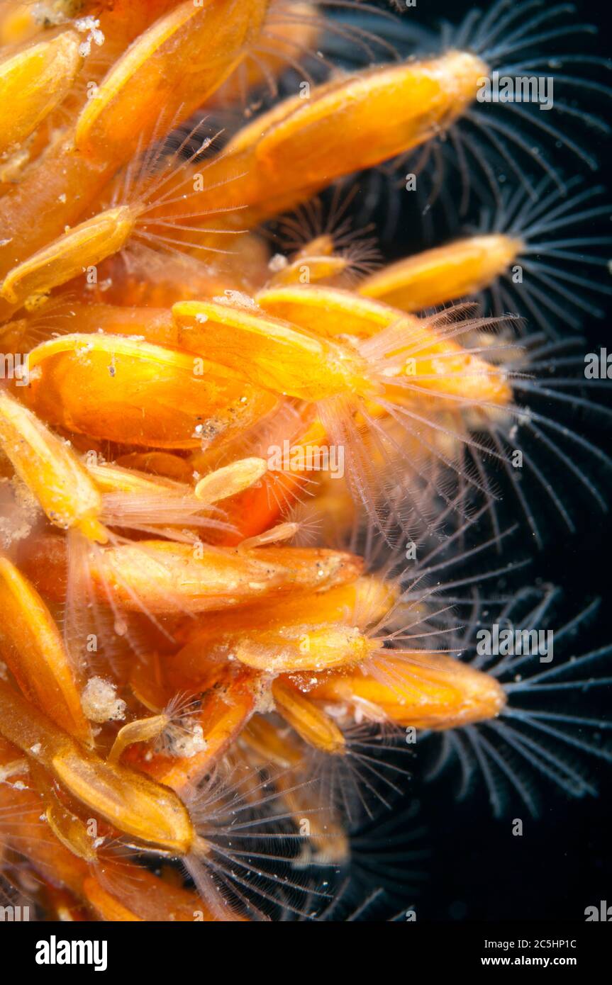 Golden Gooseneck Barnacles, ordre Pedunculata, alimentation, site de plongée de boules de poils, détroit de Lembeh, Sulawesi, Indonésie Banque D'Images