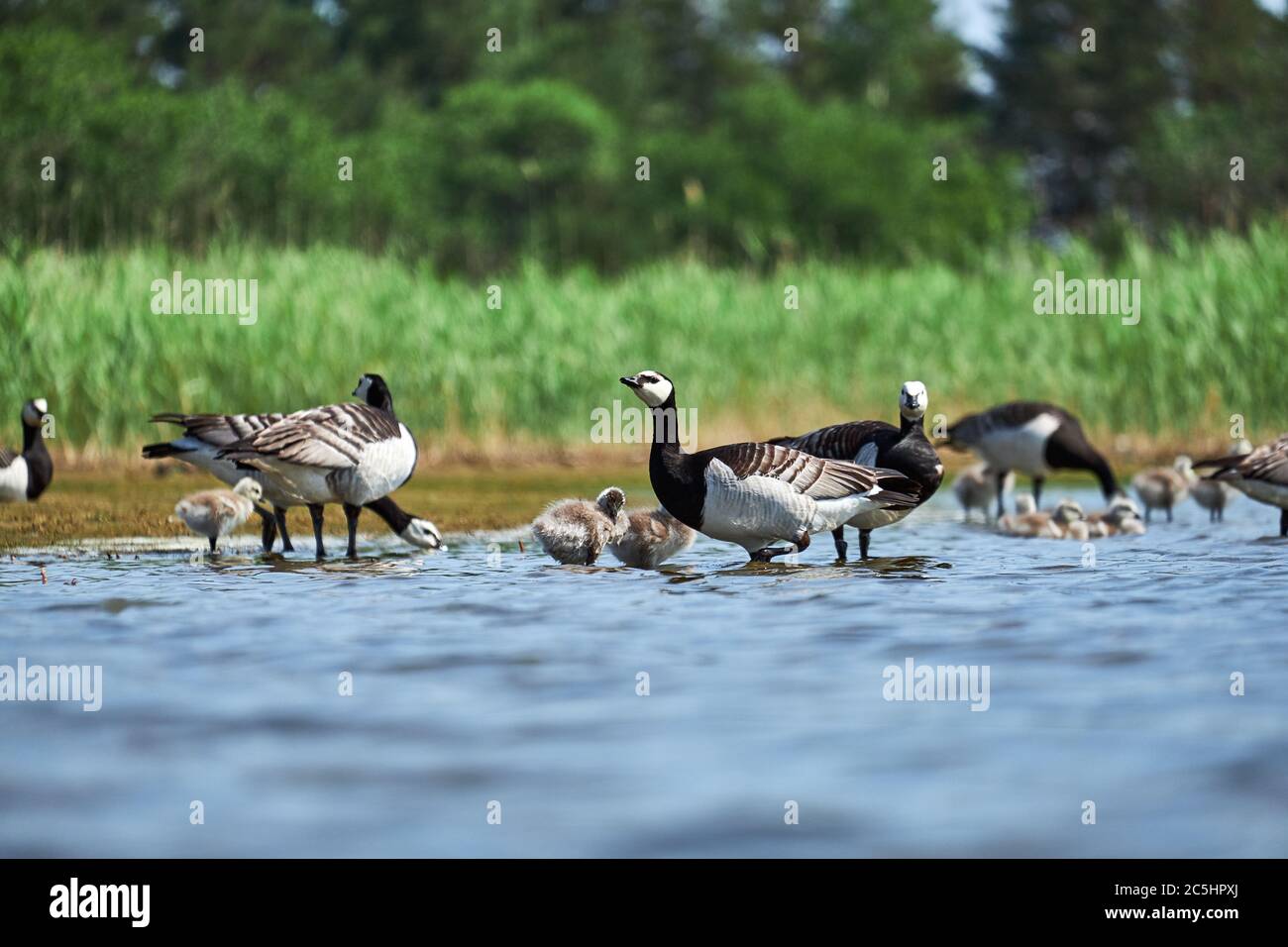 Les oies de Barnacle avec poussins nichent sur les rives d'un lac en Finlande Banque D'Images