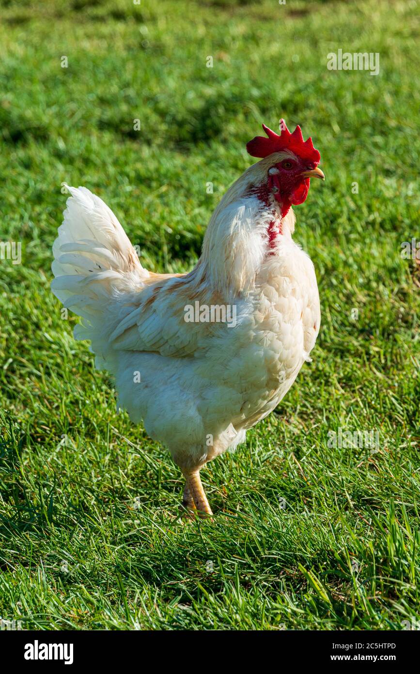 Argerechte Tierhaltung dans le Schleswig-Holstein. Frei laufende Hühner auf einer Wiese à Moorsee BEI Kiel Banque D'Images