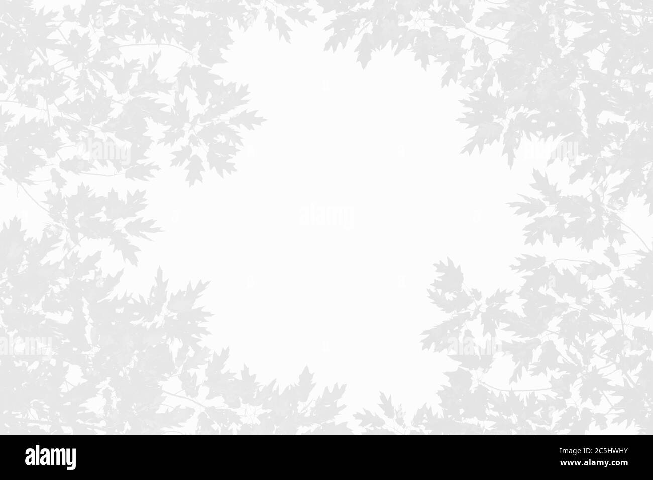 Bannière automne ou automne. Ombre grise des feuilles de magnolia sur fond blanc. Abstrait neutre nature concept bannière floue. Copier l'espace. Superposition ef Banque D'Images