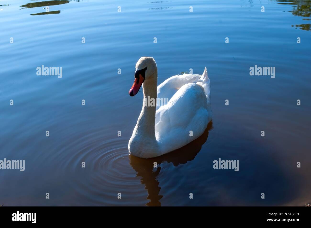 le cygne blanc nage dans le lac. magnifique oiseau d'eau. photo Banque D'Images