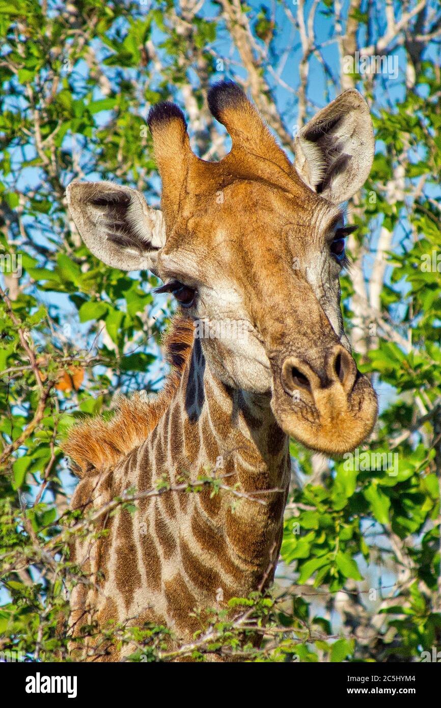 Girafe, Giraffa camelopardis, Parc national Kruger, Afrique du Sud, Afrique Banque D'Images