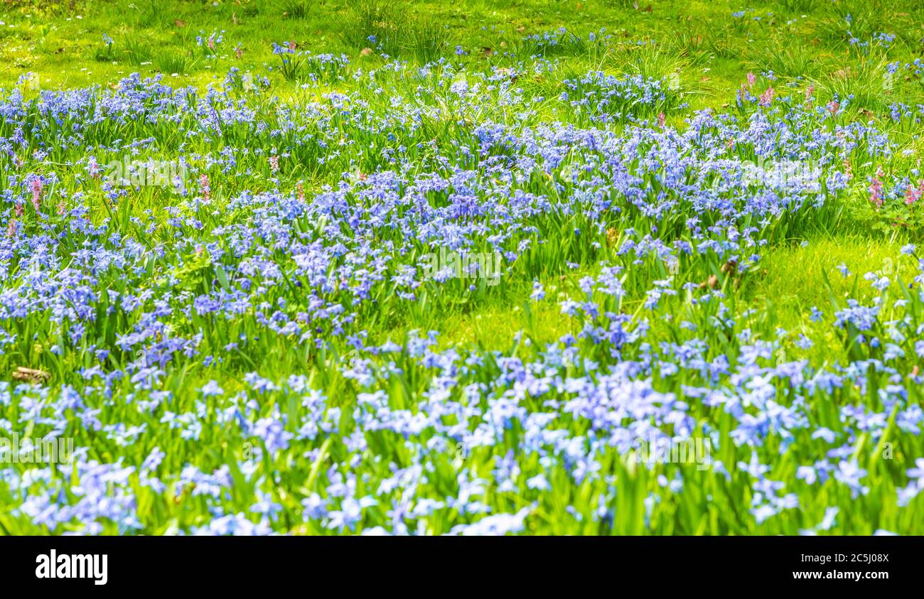 Blaue Sternhyazinthen im Park im Frühling Banque D'Images