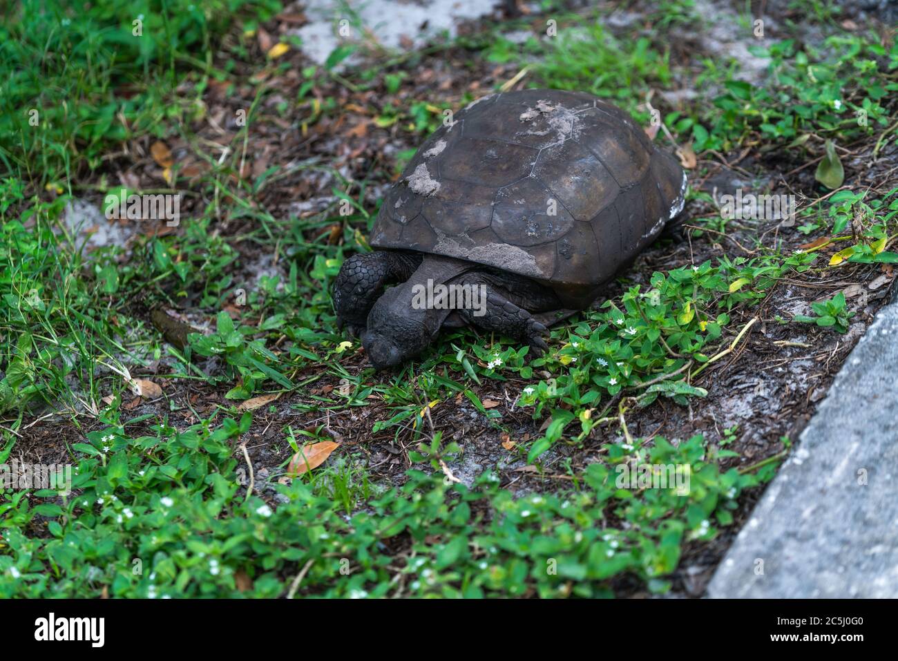 Une tortue mangeant l'herbe près de la rivière dans le parc. Banque D'Images