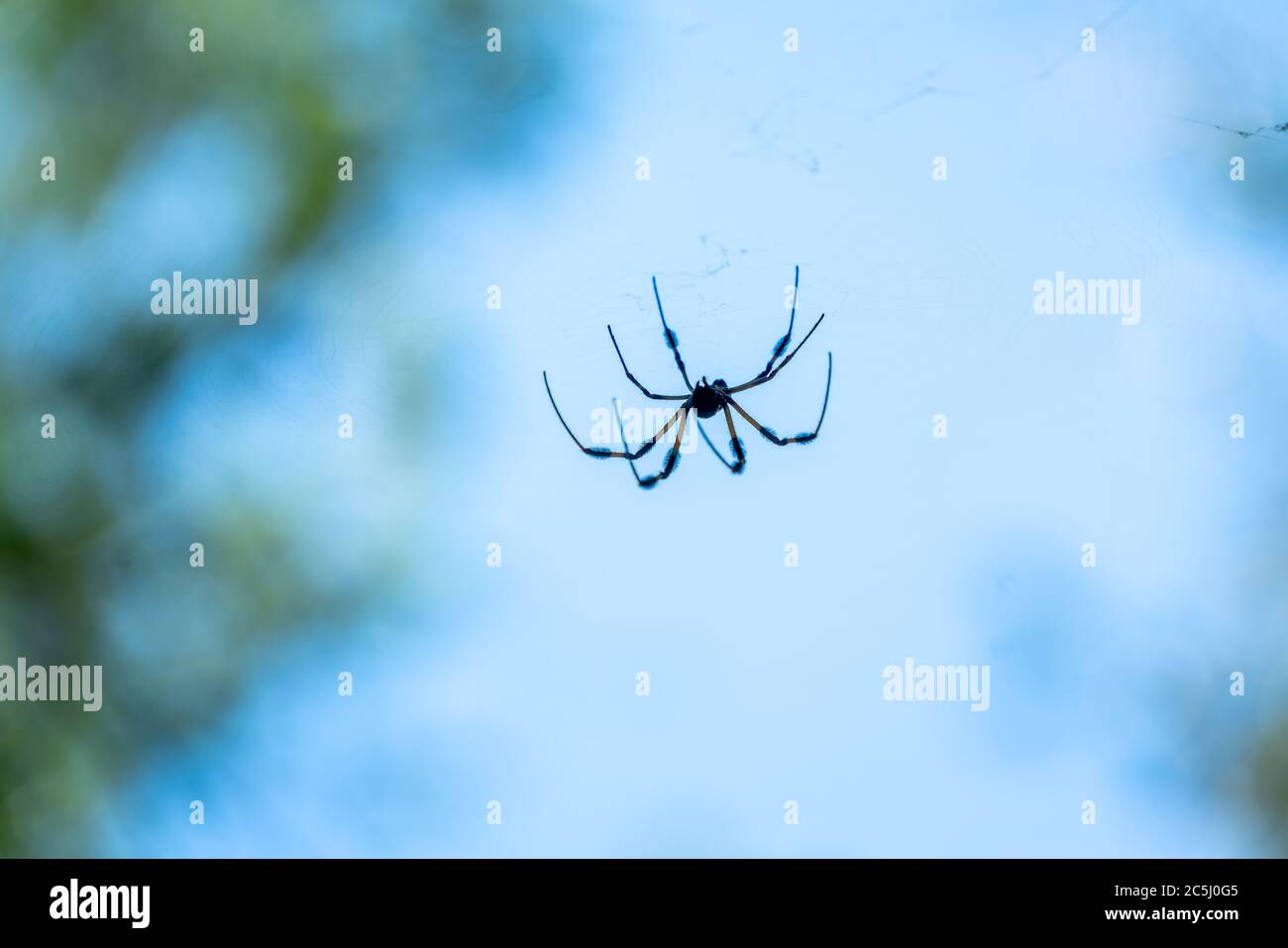 Ces grandes araignées étaient partout dans le parc pendant que nous marchons sur les sentiers. Banque D'Images