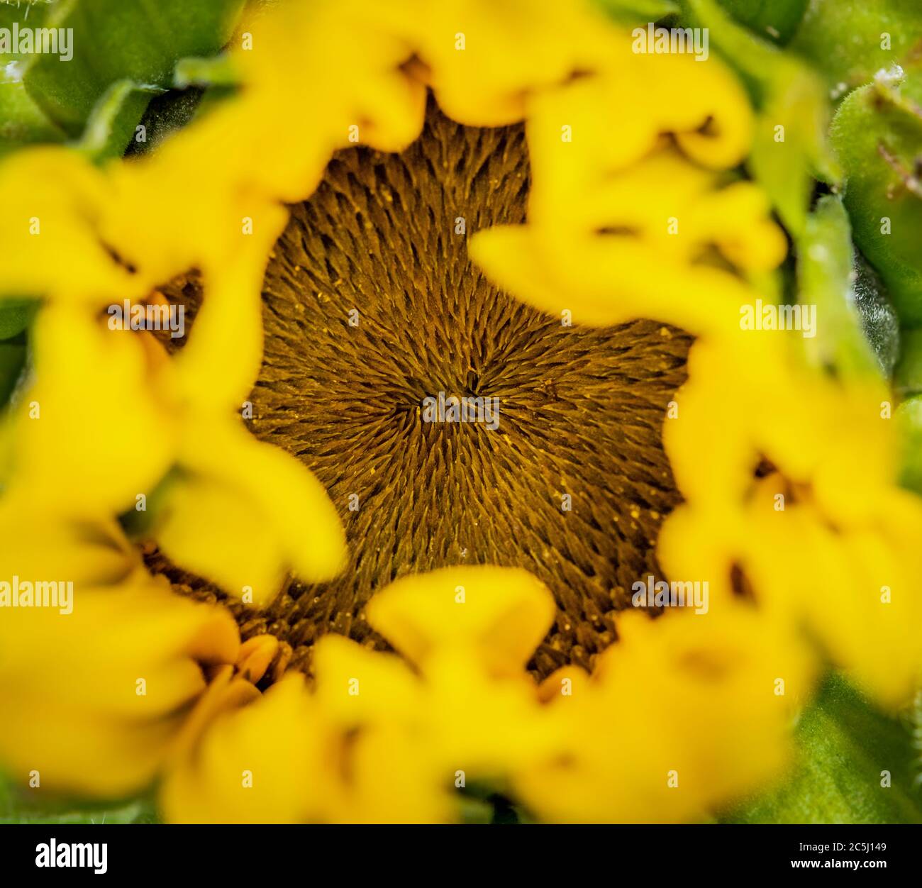 Ouverture de la tête de tournesol de près Banque D'Images