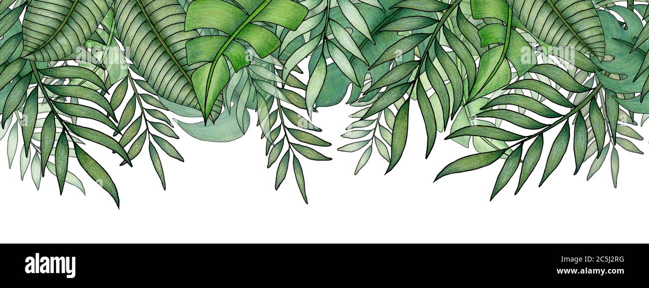 motif de feuillage de la jungle avec feuilles tropicales vertes sur blanc, bordure sans couture dessinée à la main dans le motif de bannière d'illustration tropicale Banque D'Images