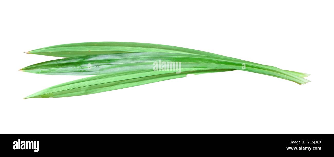 Feuille de pandan fraîche isolée sur fond blanc. Objet avec masque. Banque D'Images