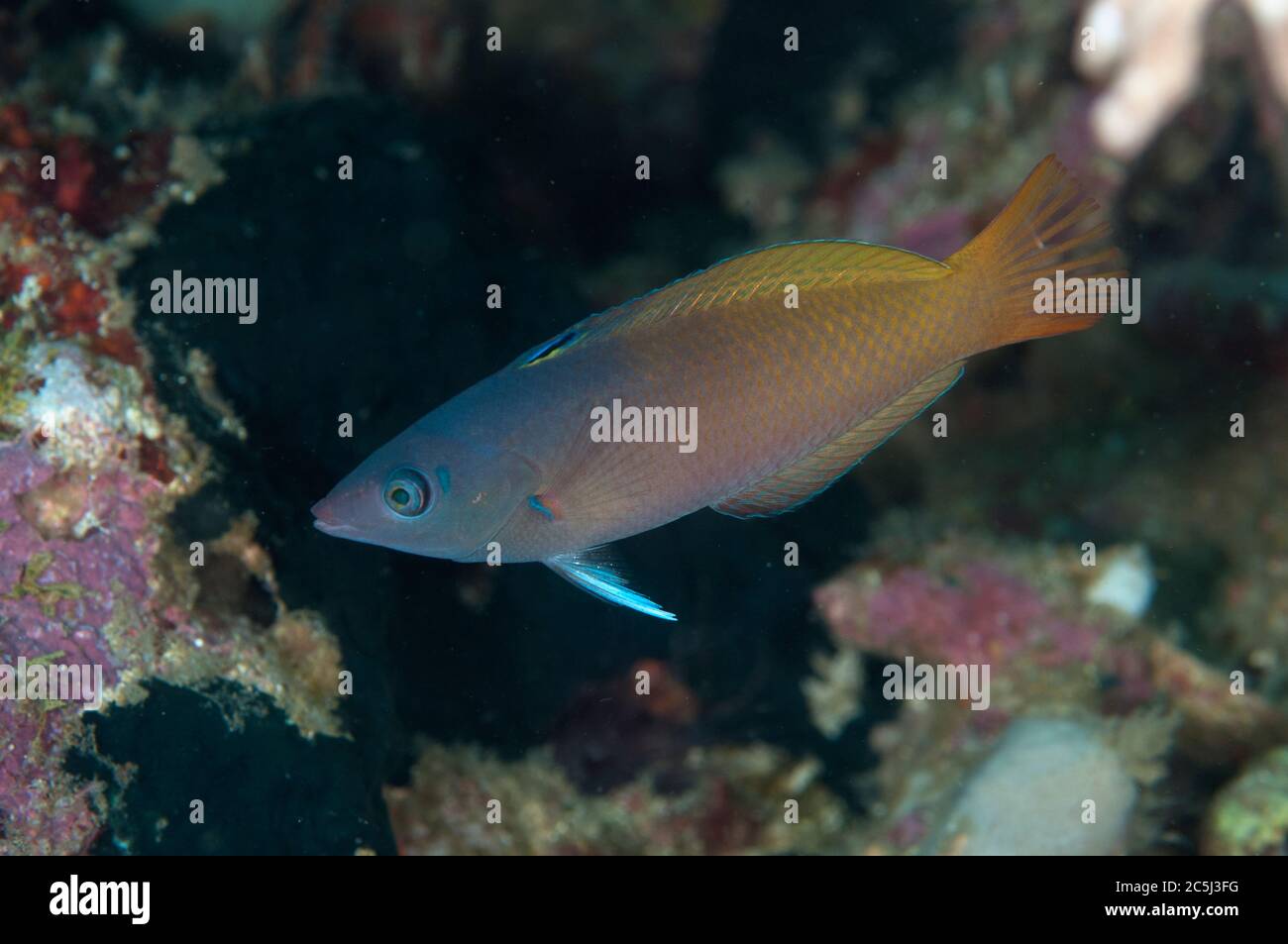 Twospot Wrasse, Hhalichoeres prosopeion, Californie site de plongée Dreaming, Lembeh Straits, Sulawesi, Indonésie Banque D'Images