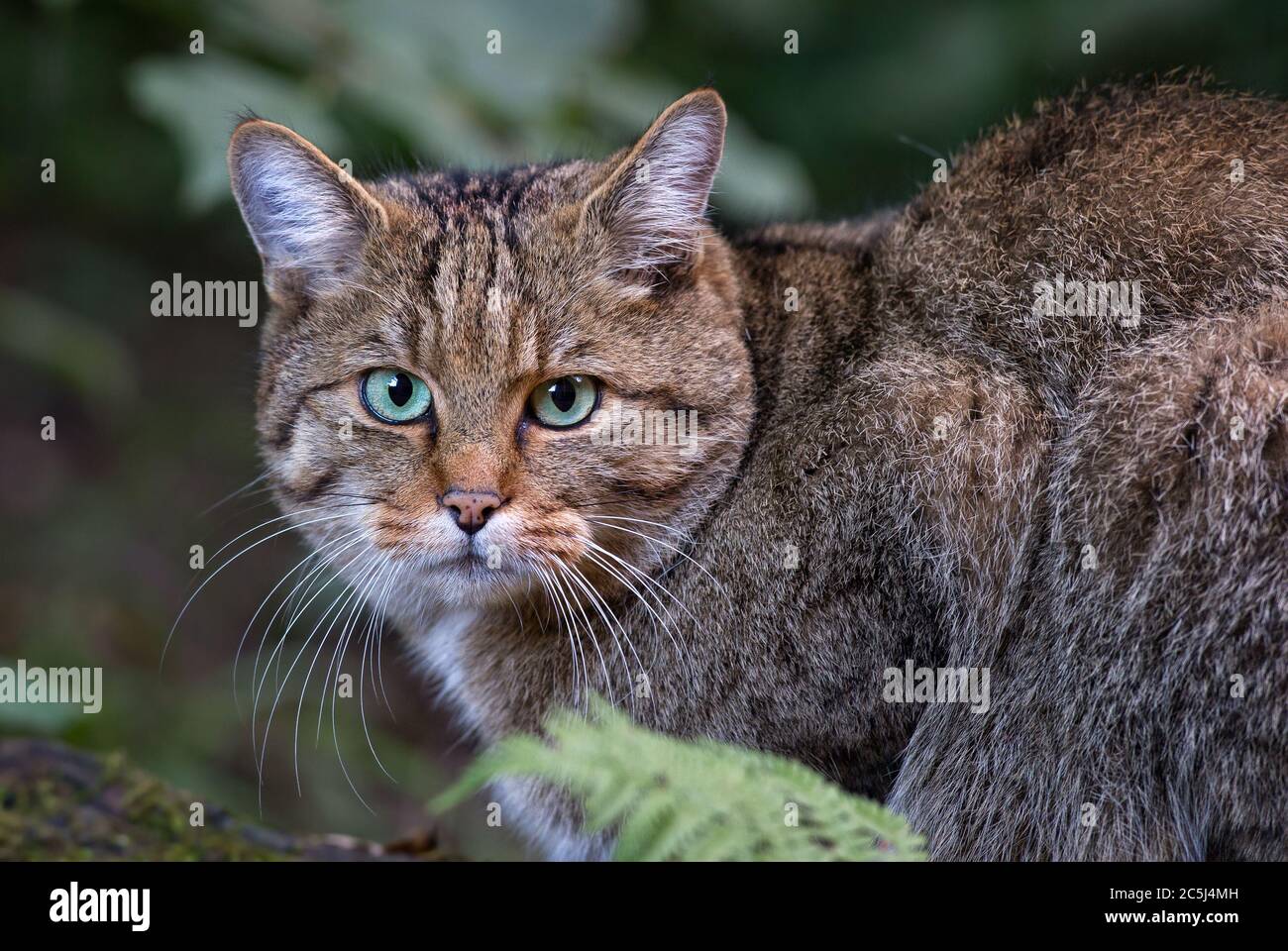 Wildcat - Felis silvestris, beau chat sauvage rare des forêts européennes, Suisse. Banque D'Images