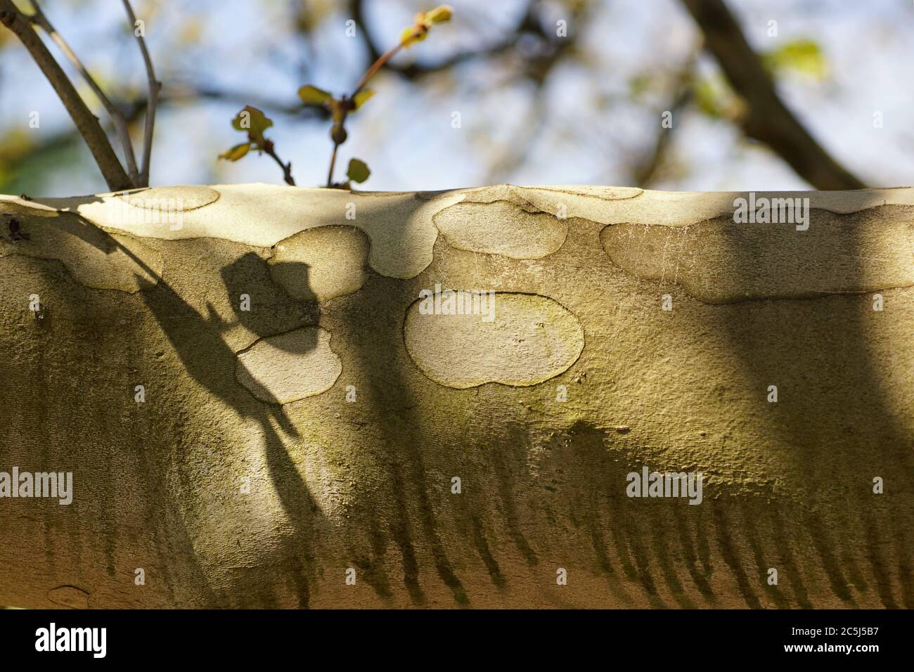 Platanus, texture de bouée, lumière et ombre, arrière-plan flou, espace de copie Banque D'Images