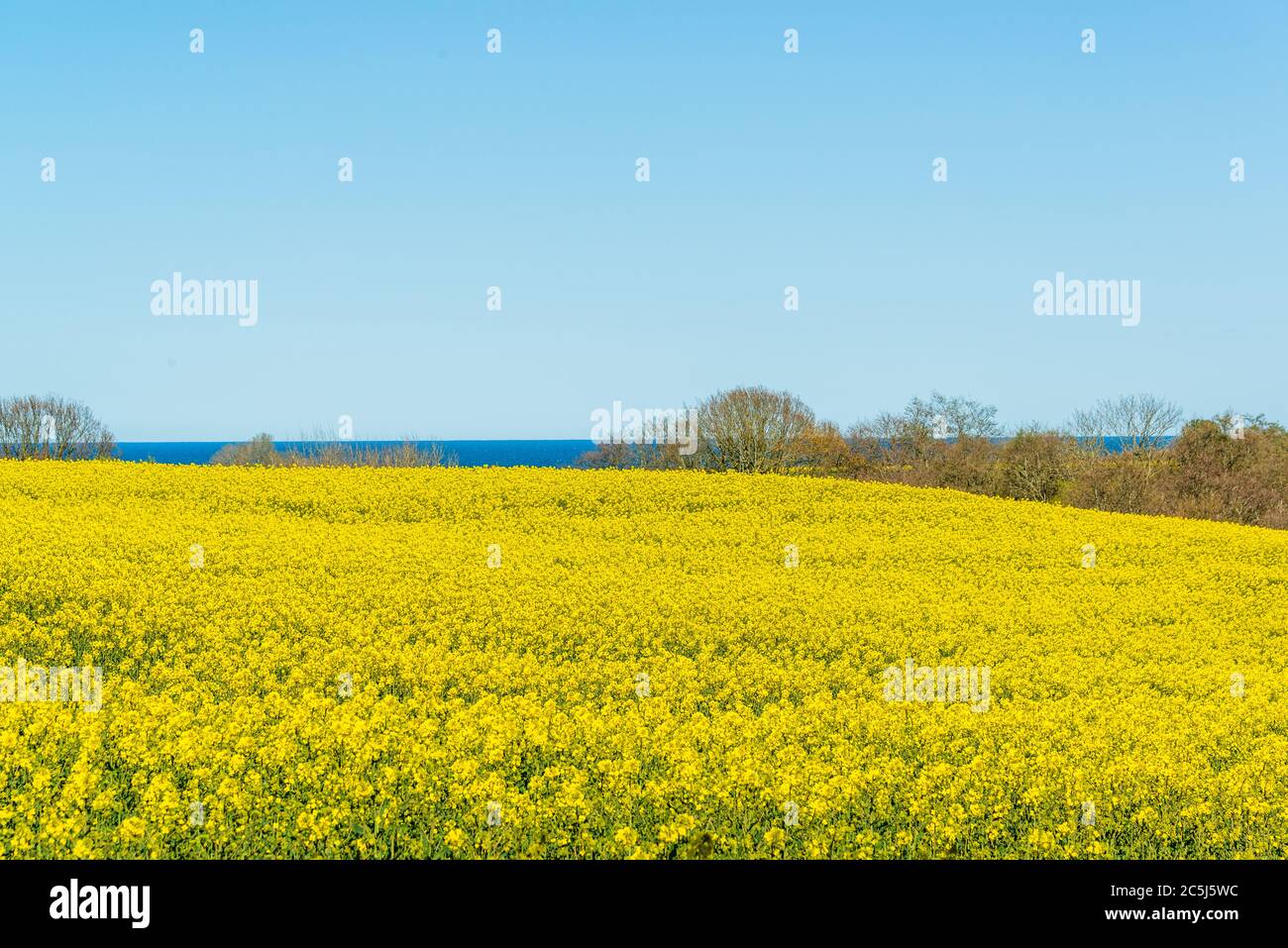 Schleswig-Holstein, Rapsblüte an der Ostseeküste im April Banque D'Images