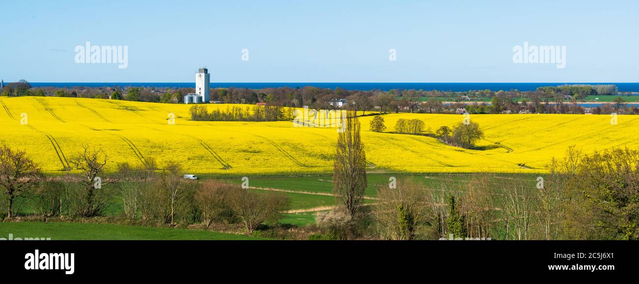 Schleswig-Holstein, Rapsblüte an der Ostseeküste im April Banque D'Images