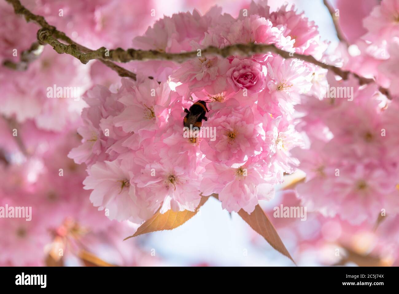 Kirschblüte an einem Frühlingstag in Kiel Schleswig-Holstein Banque D'Images