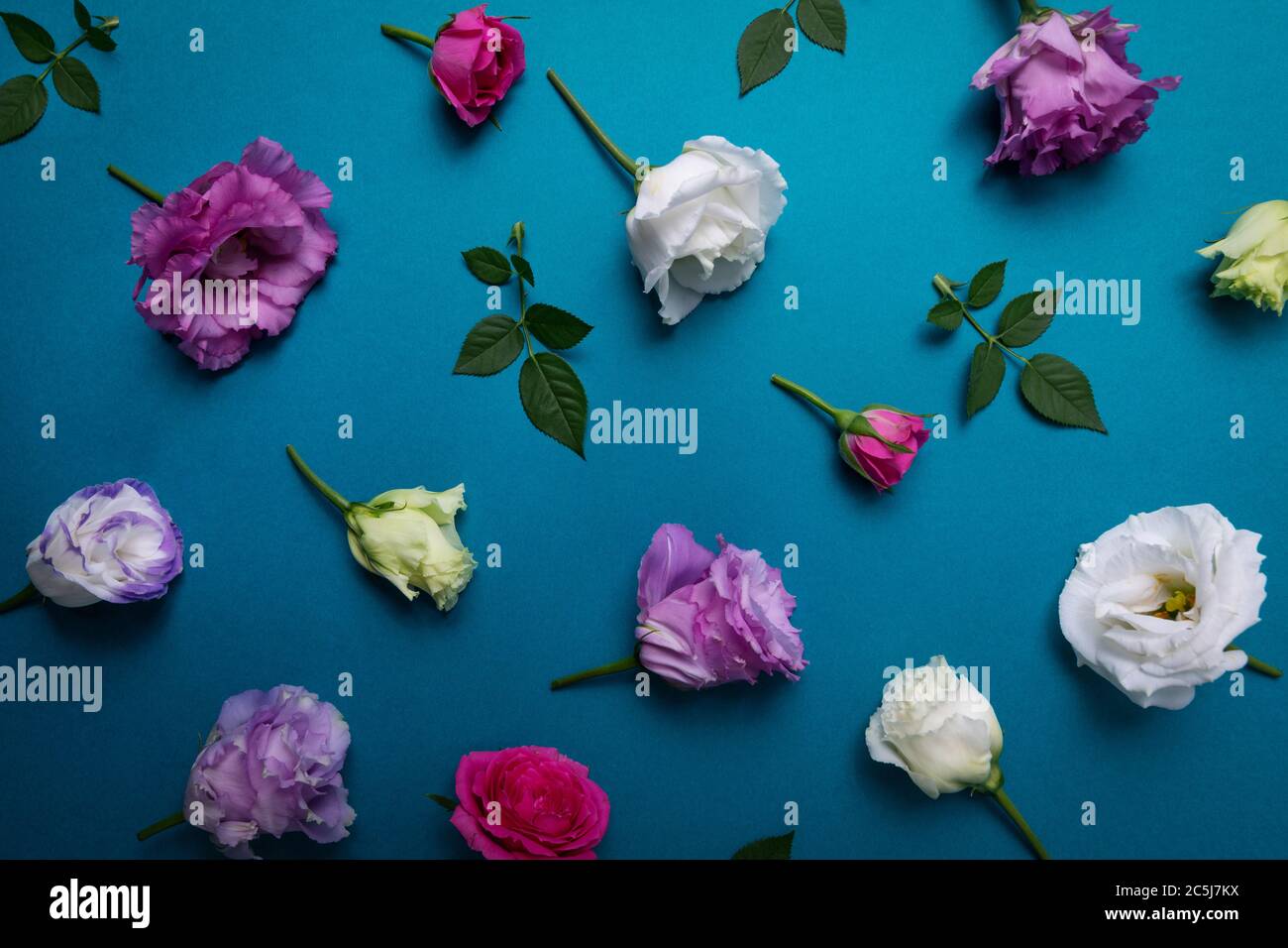 papier peint floral - roses et fleurs de lisianthus sur fond bleu Banque D'Images