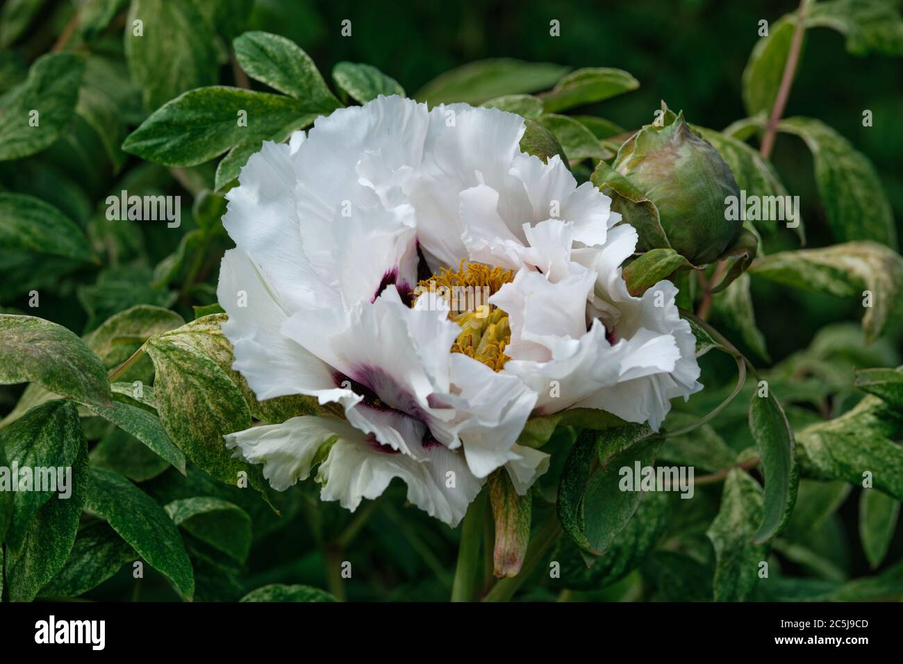 Grande pivoine blanche dans le jardin botanique d'Oslo, Norvège Banque D'Images