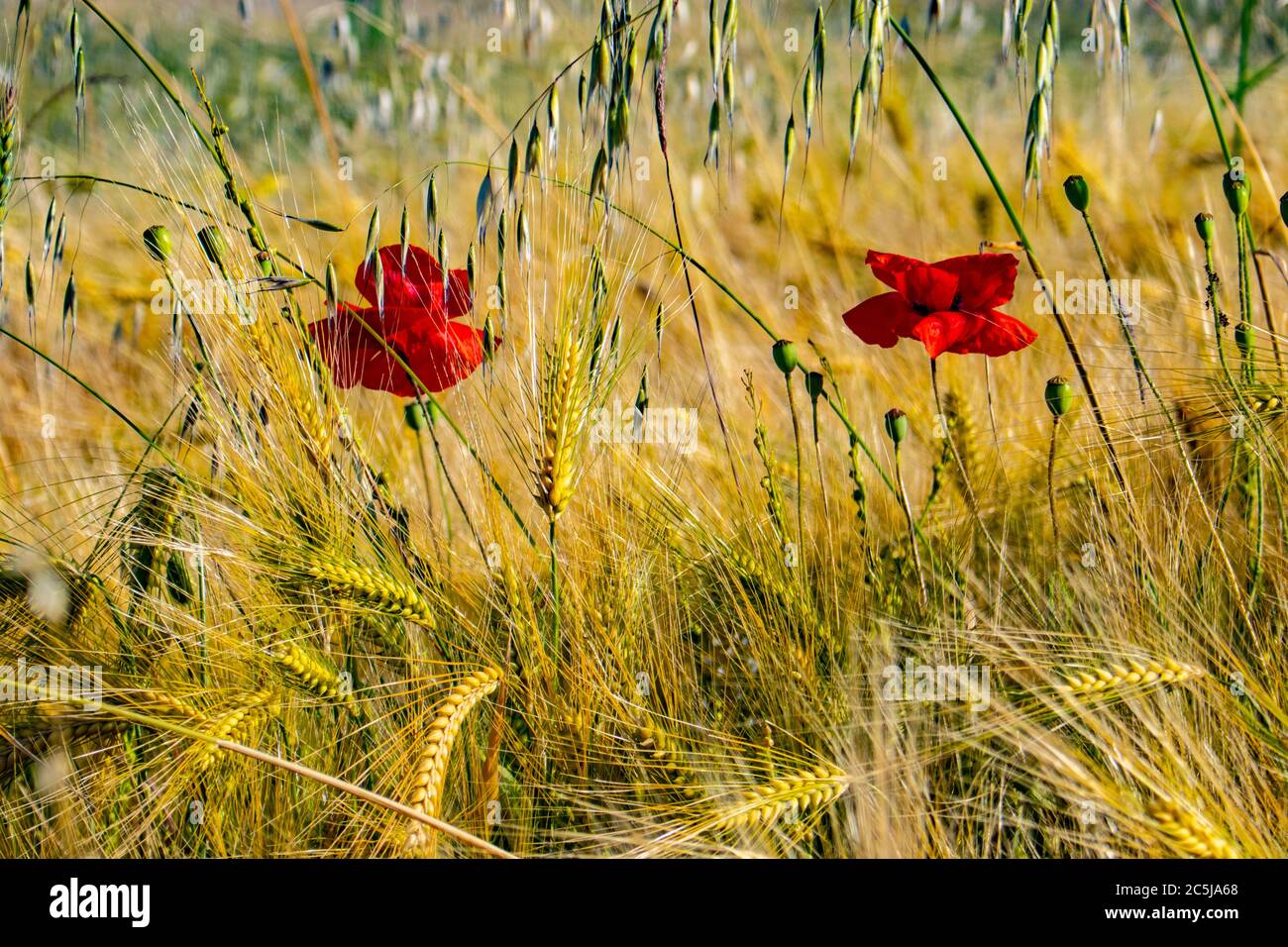 Coquelicots dans un champ de blé en été ensoleillé dans la campagne italienne, Serramazzoni, Modène, italie Banque D'Images