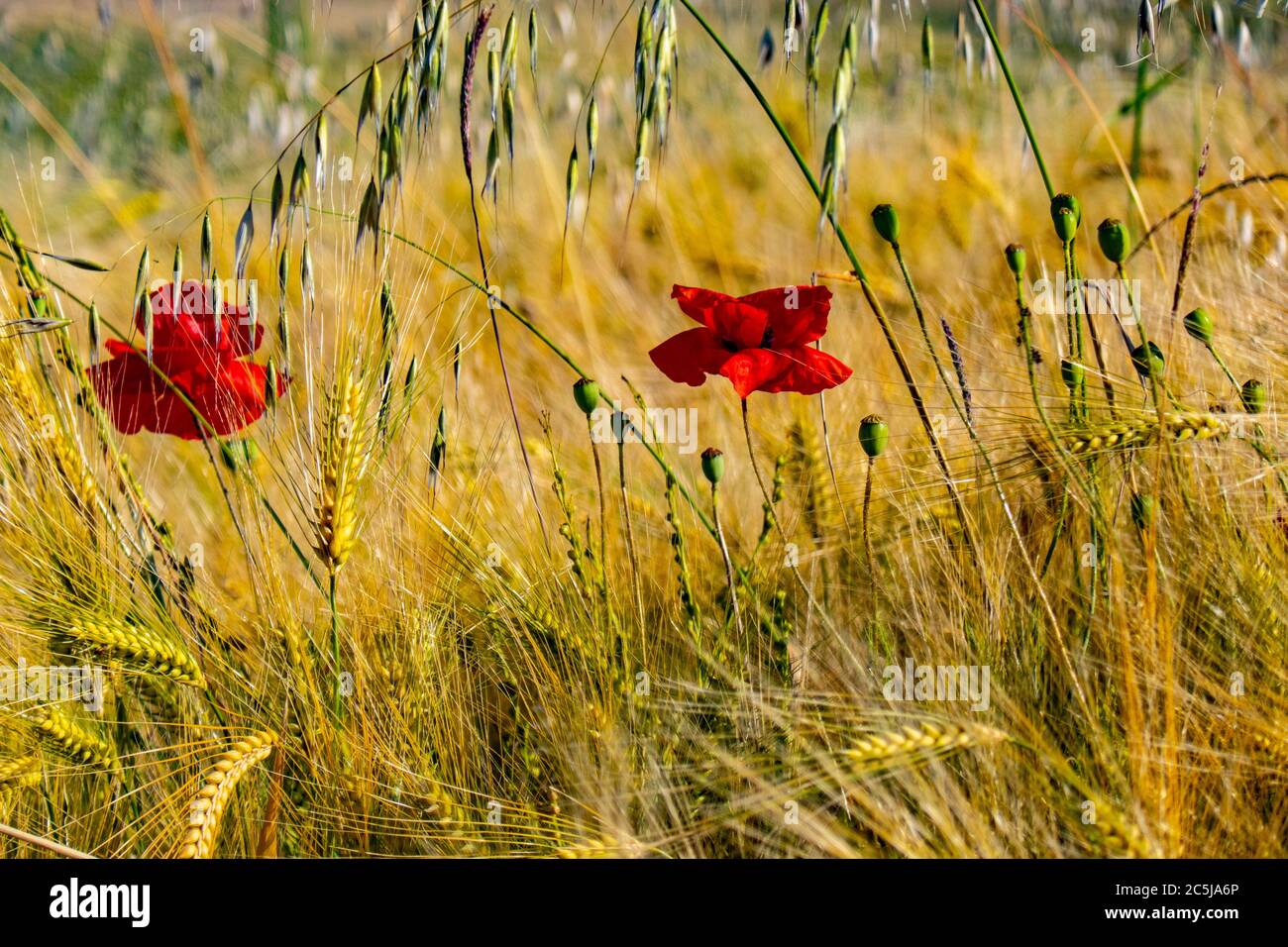 Coquelicots dans un champ de blé en été ensoleillé dans la campagne italienne, Serramazzoni, Modène, italie Banque D'Images