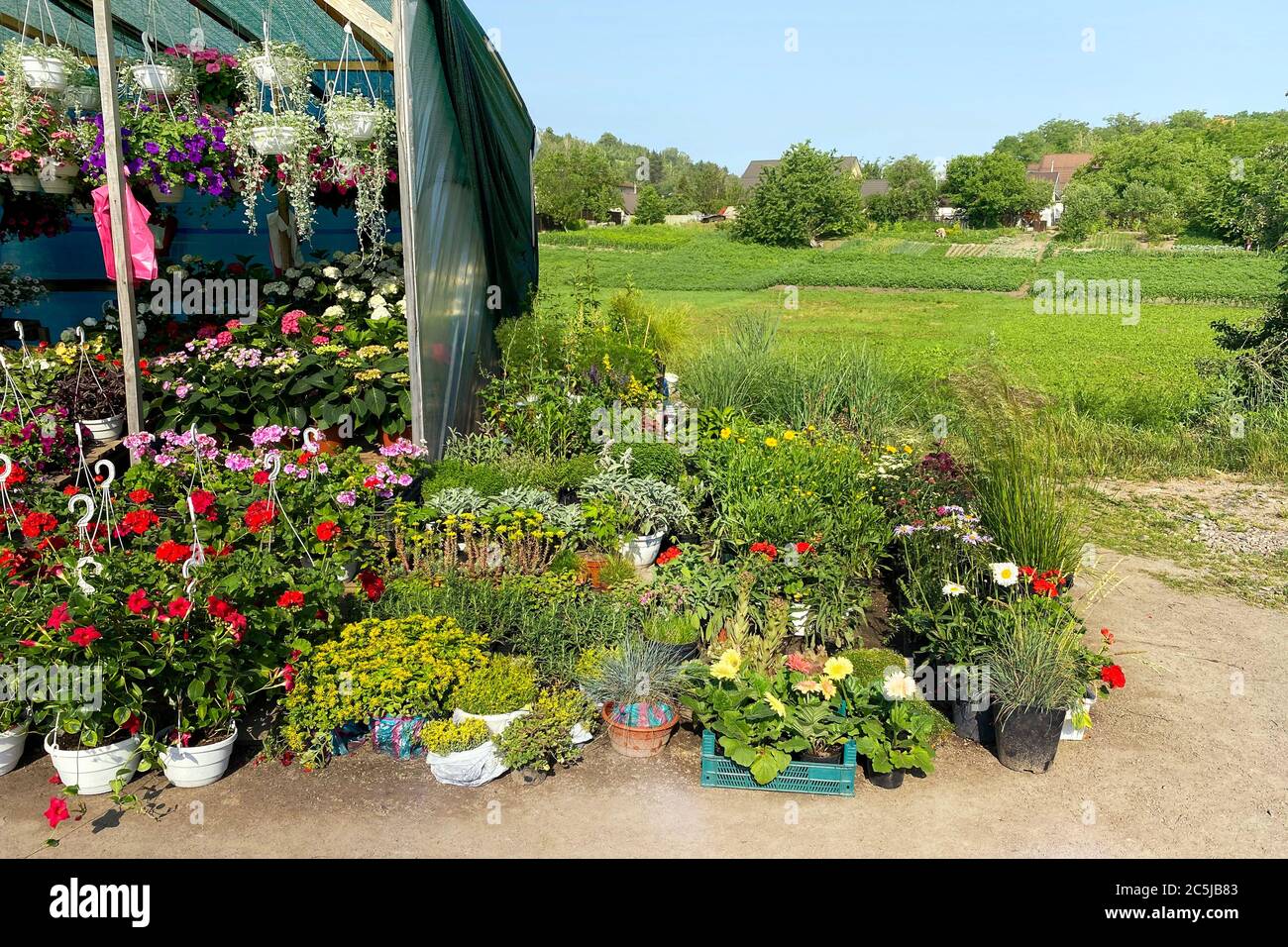 Les semis de plantes à fleurs diverses sont à vendre sur le marché local pour la décoration de la région. Boutique de jardin avec fleurs à l'extérieur. Banque D'Images