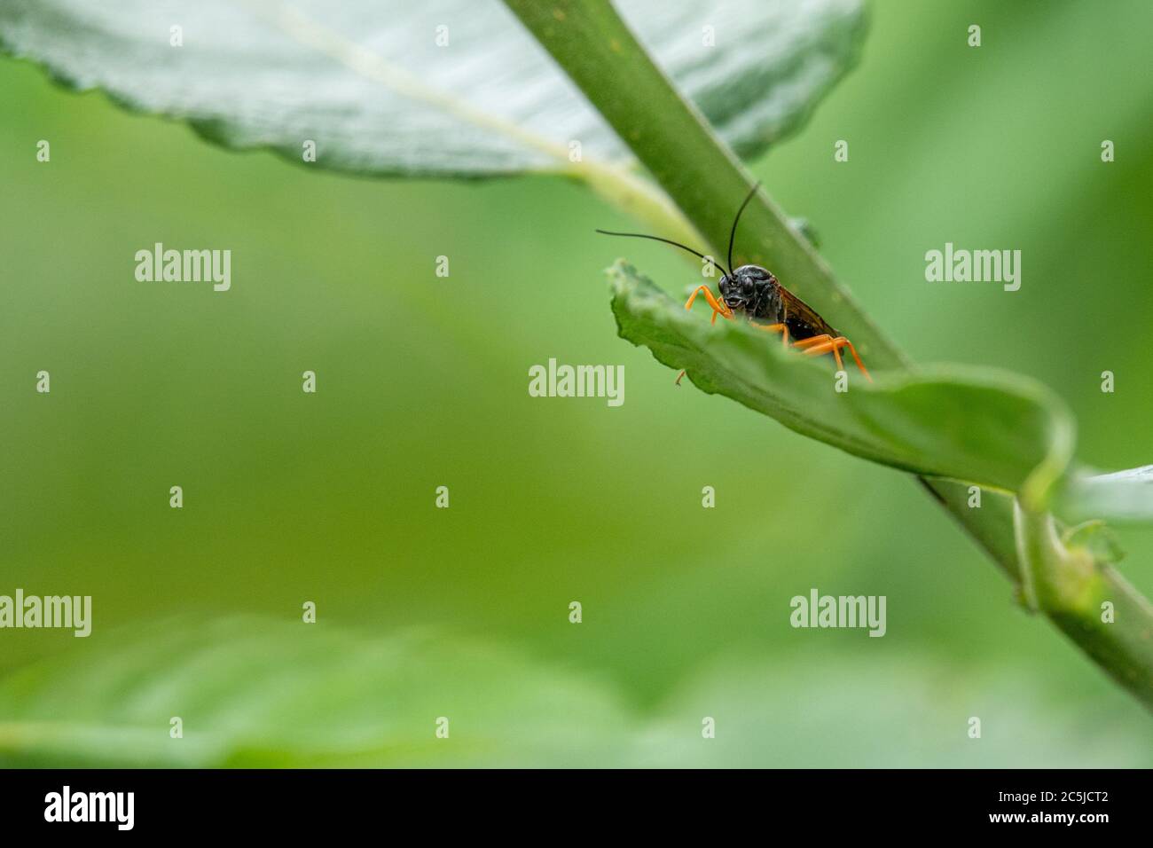 une mouche à ichneumon noire avec des pattes orange sur une feuille verte Banque D'Images