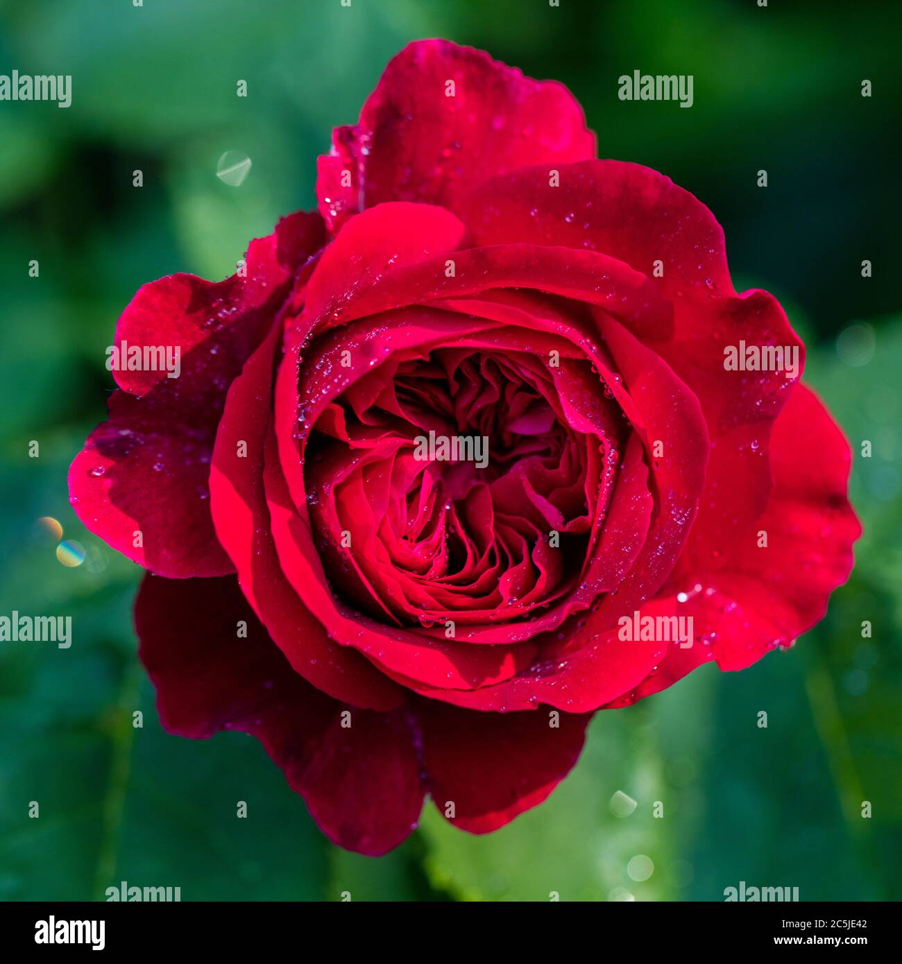 Braithwaite, Auscrim 'LD' Austin Rose, fransk ros (Rosa) Banque D'Images