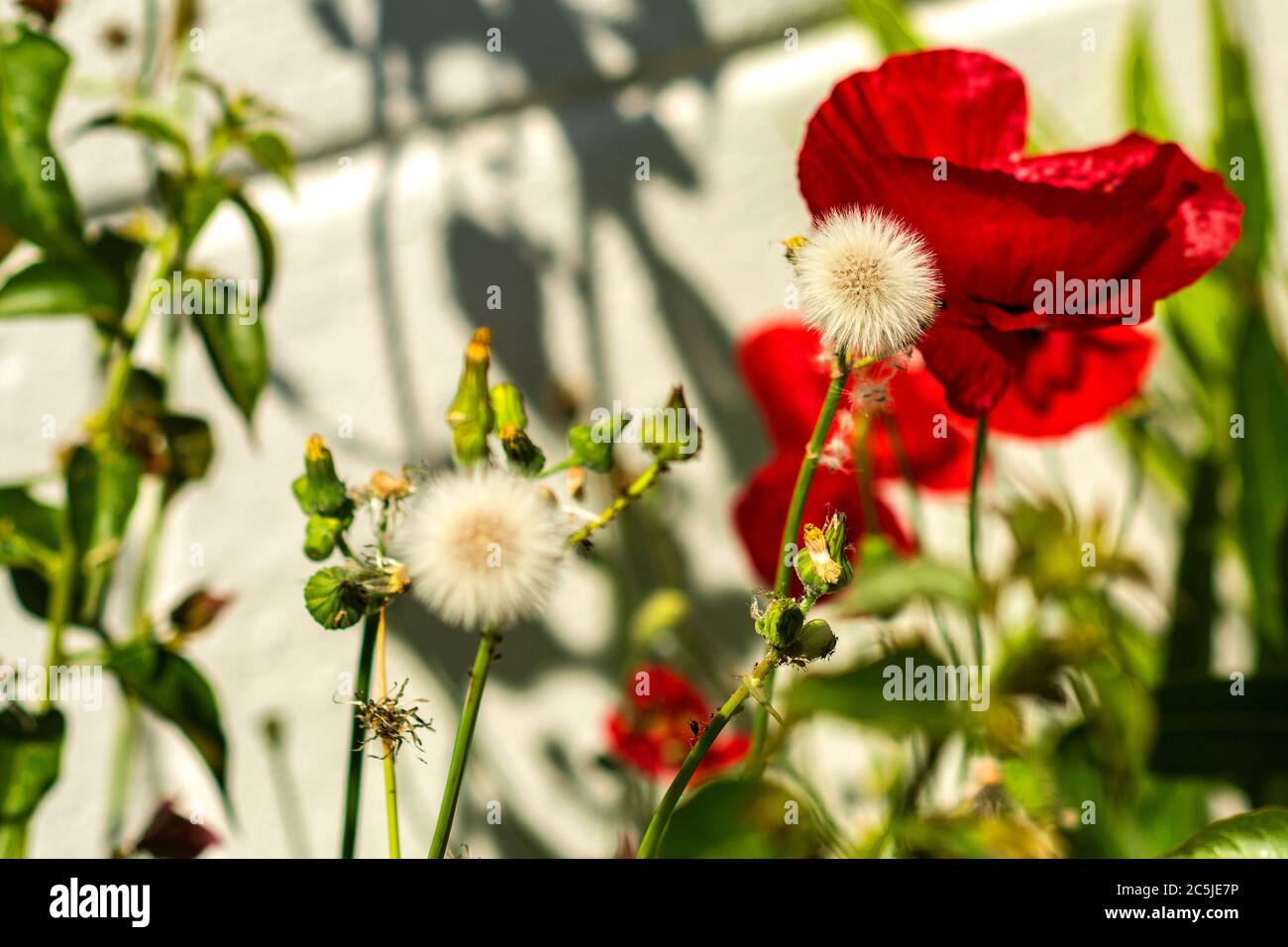 Pissenlit nous donner de bonnes nouvelles que le printemps est arrivé Banque D'Images