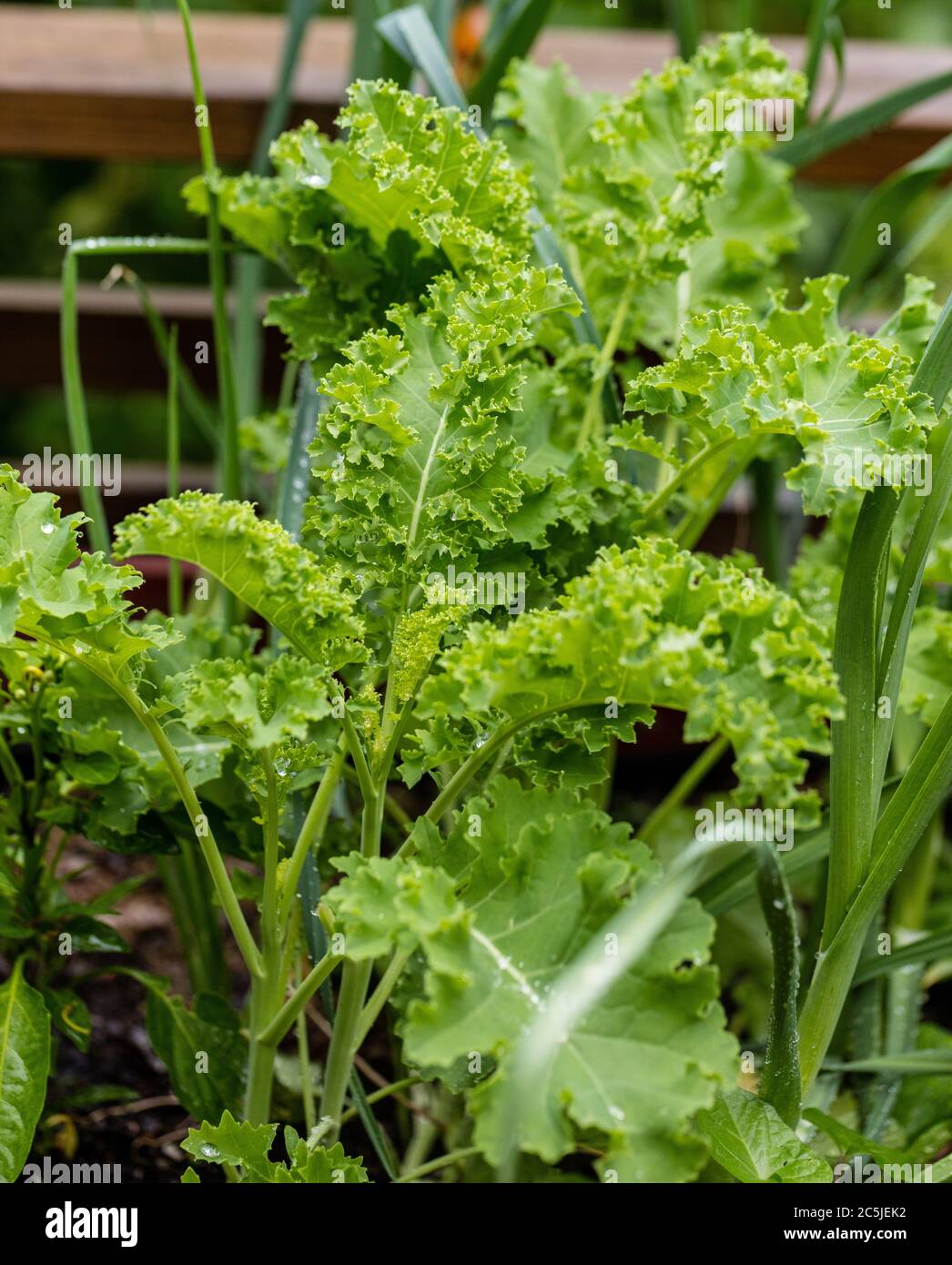 'Demi-Tall' Kale, Grönkål (Brassica oleracea) Banque D'Images
