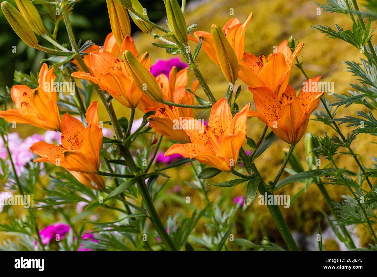Lys Orange, Saffranslilja (lilium bulbiferum var croceum) Banque D'Images