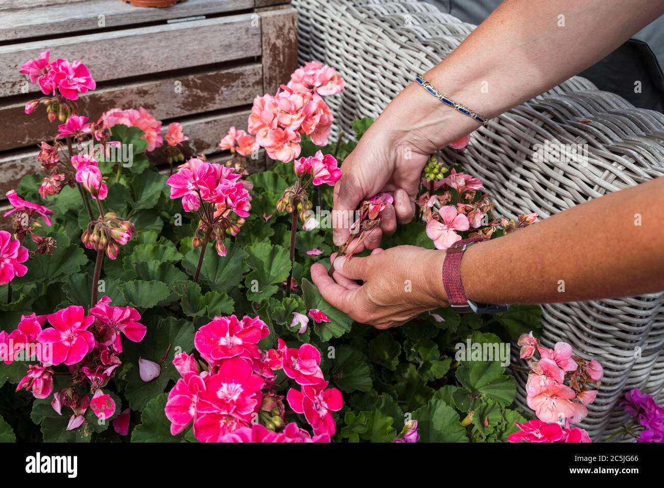 géranium traînant, femme morte en se dirigeant cueillant des fleurs mortes avec ses mains dans un jardin anglais plein de fleurs Banque D'Images
