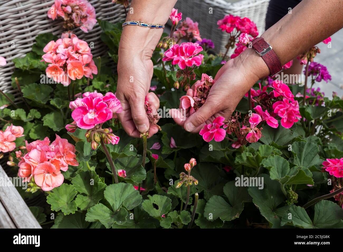 géranium traînant, femme morte en se dirigeant cueillant des fleurs mortes avec ses mains dans un jardin anglais plein de fleurs Banque D'Images