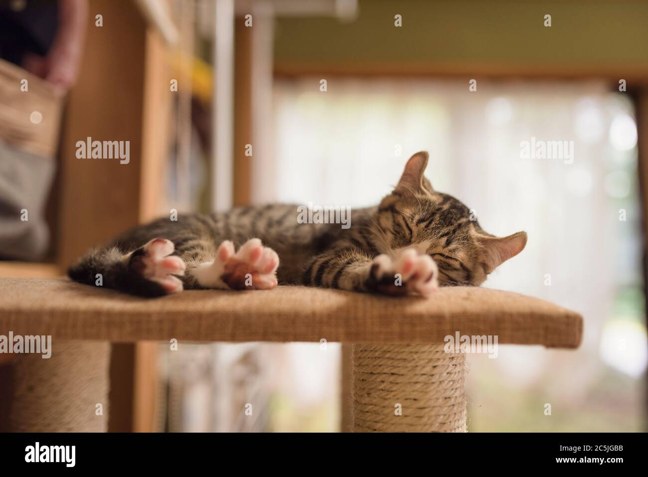 Chaton brun de Tabby dormant sur une tour de chat Banque D'Images